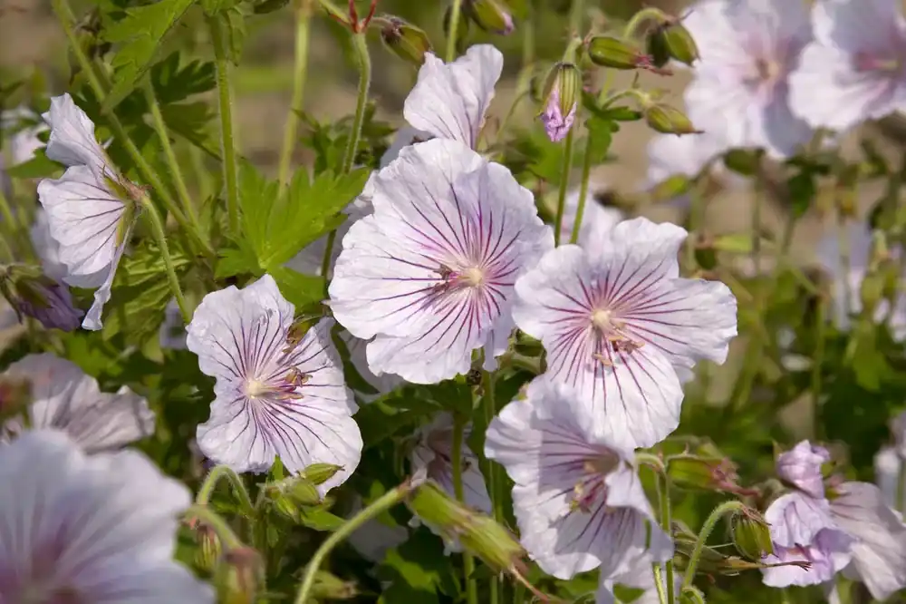 Klaar voor verzending | Ooievaarsbek (Geranium himalayense ‘Derrick Cook‘)