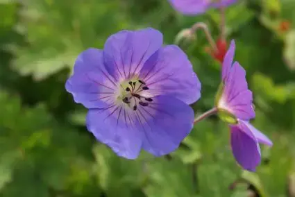 Ooievaarsbek (Geranium ‘Rozanne‘) BIO - Populair bij klanten