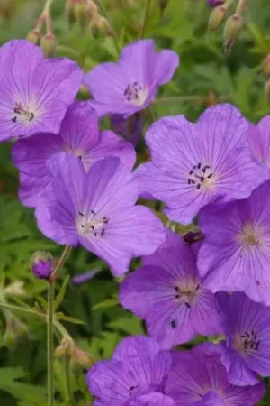 Alleen deze week | Ooievaarsbek (Geranium pratense ‘Spinners‘)