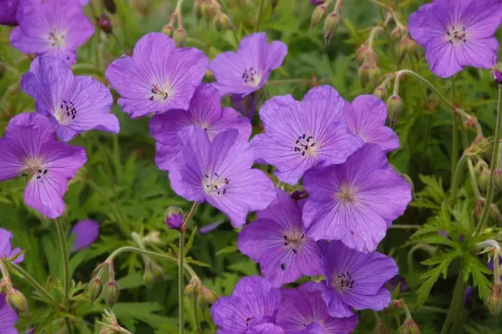Alleen deze week | Ooievaarsbek (Geranium pratense ‘Spinners‘)