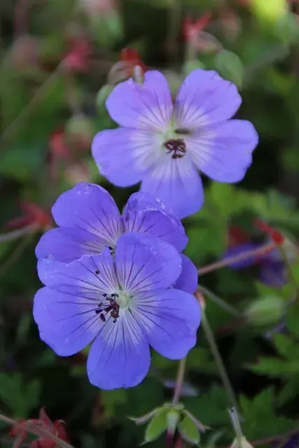Meest verkocht | Ooievaarsbek (Geranium wallichianum ‘Buxton‘s Variety‘)