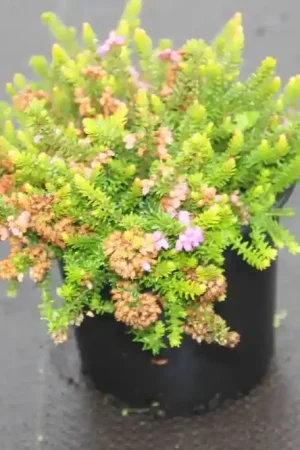 Zwerfheide lilapaars (Erica williamsii ‘‘P.D.Williams‘‘) - Aanrader