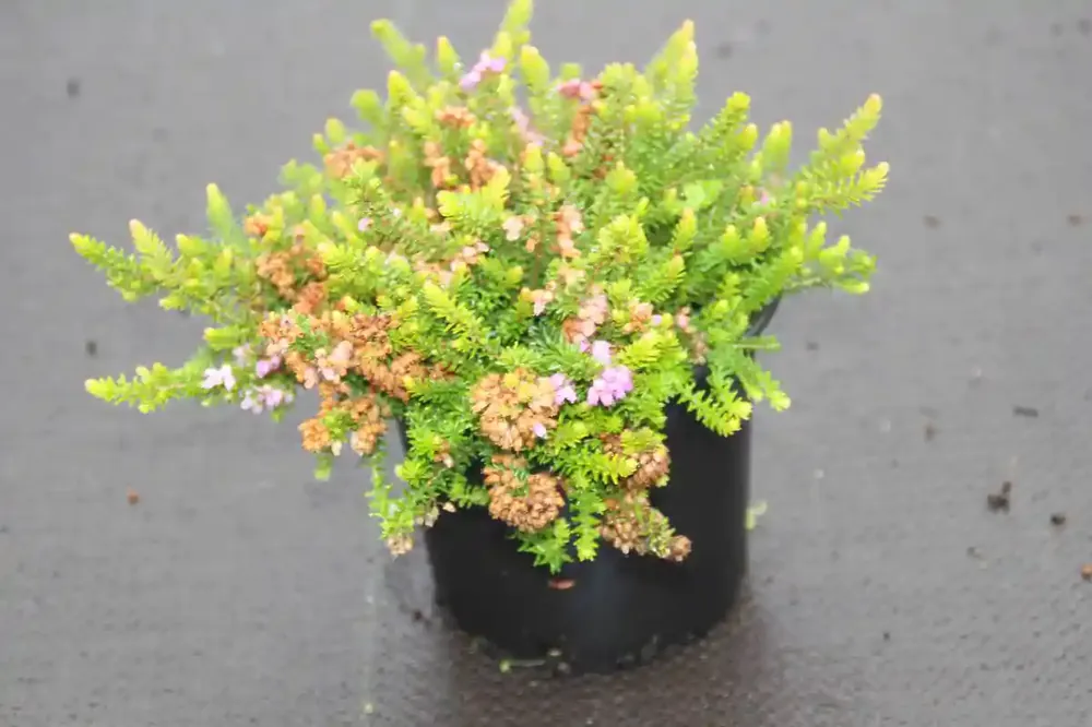 Zwerfheide lilapaars (Erica williamsii ‘‘P.D.Williams‘‘) - Aanrader