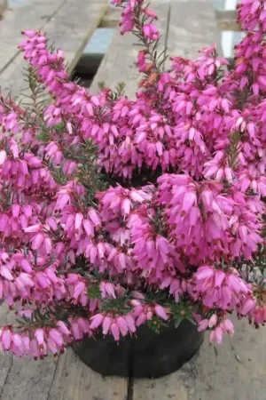 Winterheide (Erica carnea ‘Rosalie‘) | Outlet