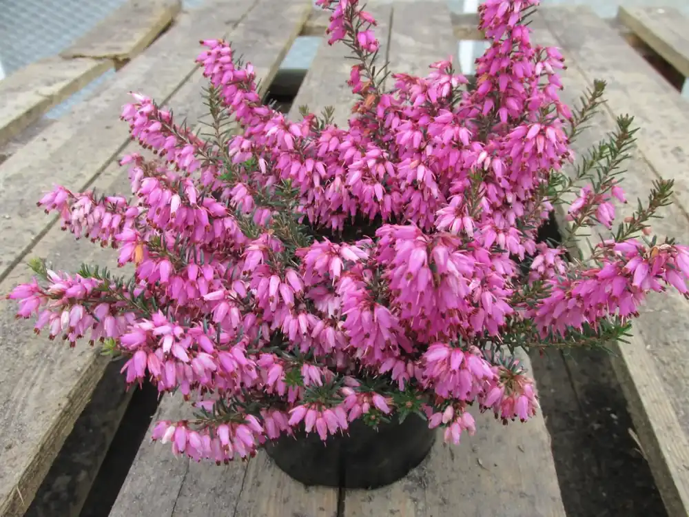 Winterheide (Erica carnea ‘Rosalie‘) | Outlet
