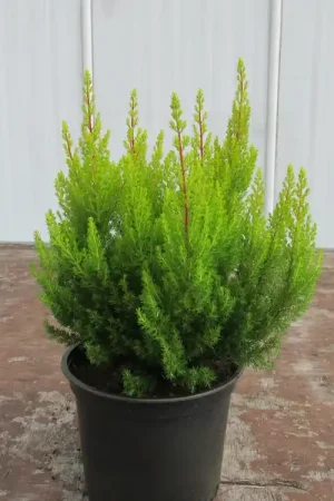 Actieprijs | Geelbladige Boomheide (Erica arborea ‘Estrella Gold‘)