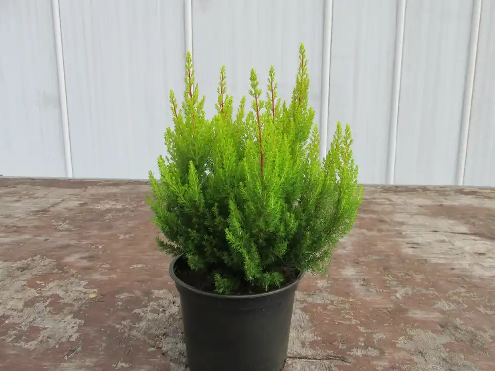 Actieprijs | Geelbladige Boomheide (Erica arborea ‘Estrella Gold‘)