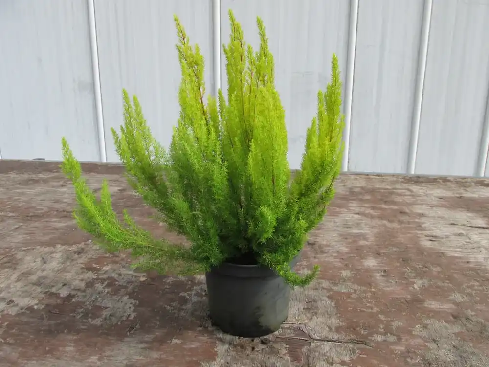 Goudbladige Boomheide (Erica arborea ‘Albert‘s Gold‘) - Net toegevoegd