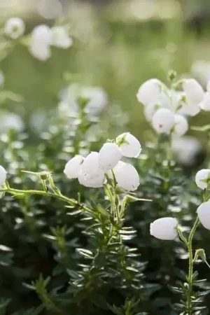 Actie loopt bijna af - Ierse heide wit (Daboecia cantabrica Alba‘)