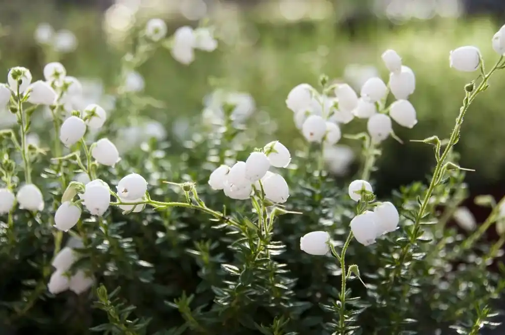 Actie loopt bijna af - Ierse heide wit (Daboecia cantabrica Alba‘)