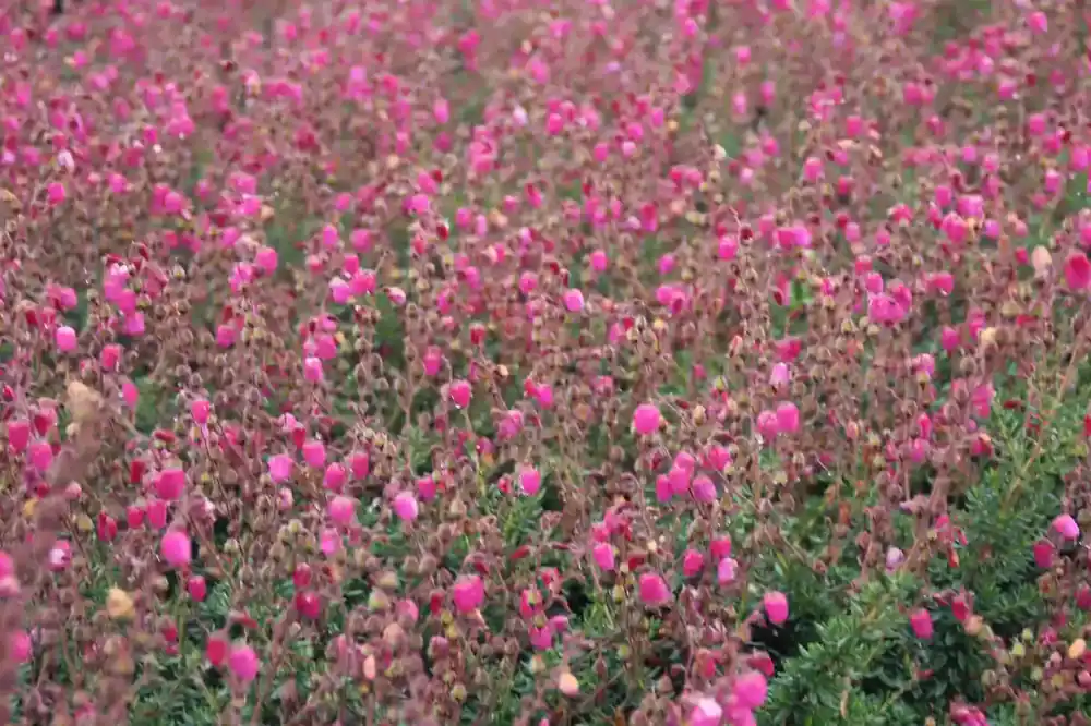 Ierse heide (Daboecia cantabrica ‘Waley‘s Red) | Professionele kwaliteit