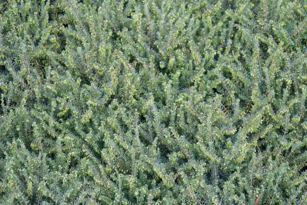 Beste prijs | Winterheide paars (Erica darleyensis ‘Spring Surprise‘)