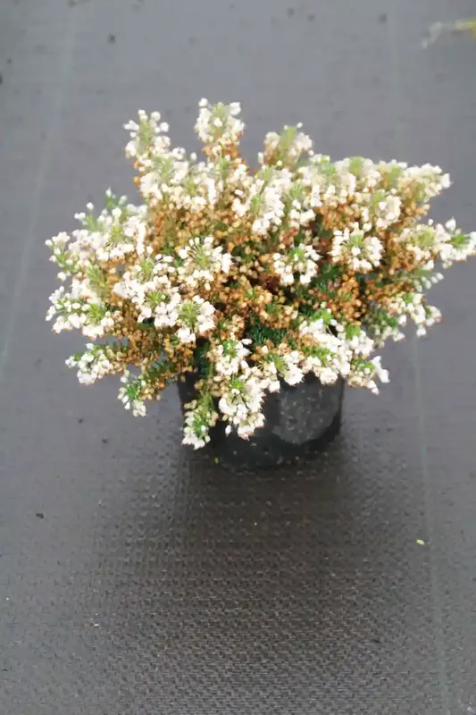 Nieuw in de shop | Zwerfheide wit (Erica vagans ‘‘Lyonesse‘‘)