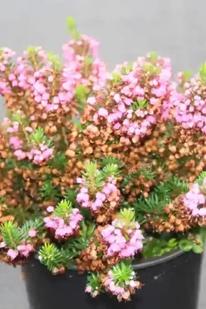 Zwerfheide rozerood (Erica vagans ‘‘Mrs.D.F.Maxwell‘‘) | Nieuw gelanceerd