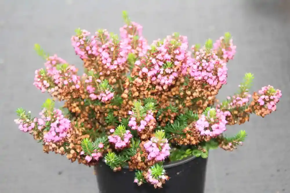 Zwerfheide rozerood (Erica vagans ‘‘Mrs.D.F.Maxwell‘‘) | Nieuw gelanceerd