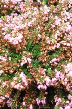 Zwerfheide donkerrose (Erica vagans ‘Pyrenees Pink‘‘) | Alleen deze week