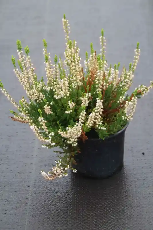 Actie | Struikheide (Calluna vulgaris ‘Spring Cream‘)