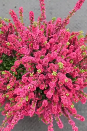 Zeer goed beoordeeld - Struikheide (Calluna vulgaris ‘Dark Beauty‘)