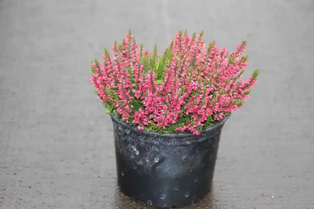 Struikheide (Calluna vulgaris ‘Autumn Red‘) - Nieuw