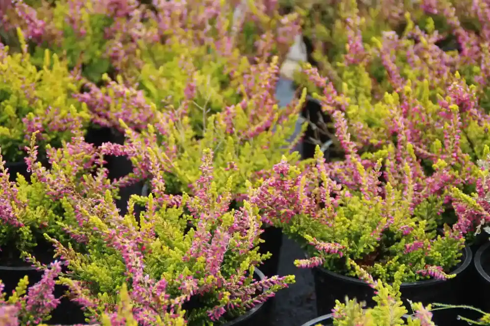 Bestseller - Struikheide (Calluna vulgaris ‘Anne Sofie‘)