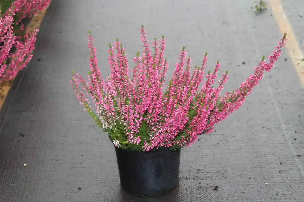 Struikheide (Calluna vulgaris ‘Pink Angel‘) - Aanrader