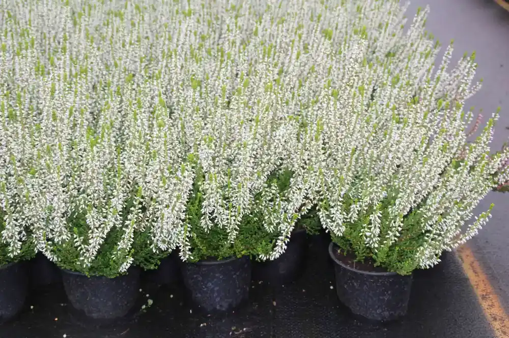 Struikheide (Calluna vulgaris ‘Veluwe‘) - Actie
