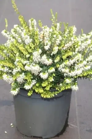 Witte Winterheide (Erica darleyensis ‘White Perfection‘) - Professionele kwaliteit