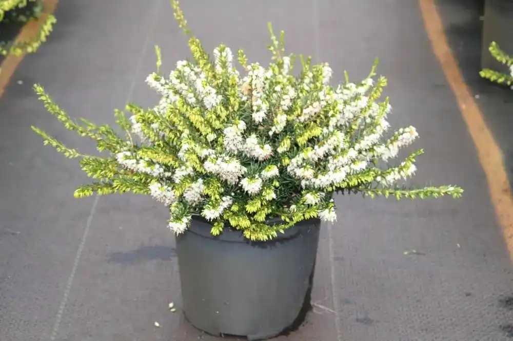 Witte Winterheide (Erica darleyensis ‘White Perfection‘) - Professionele kwaliteit