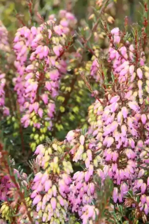 Winterheide paars-roze (Erica darleyensis ‘Rubina‘) | Meest verkocht
