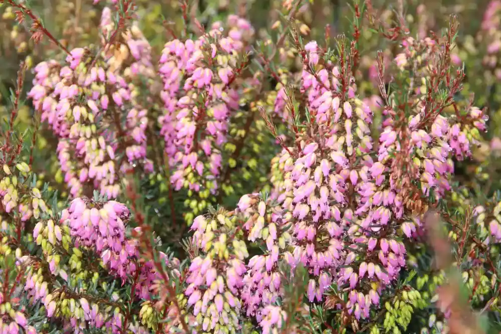 Winterheide paars-roze (Erica darleyensis ‘Rubina‘) | Meest verkocht