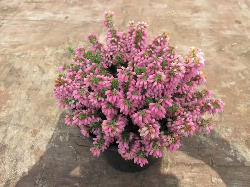 Premiumkwaliteit - Zwerfheide (Erica williamsii ‘Ken Wilson‘)