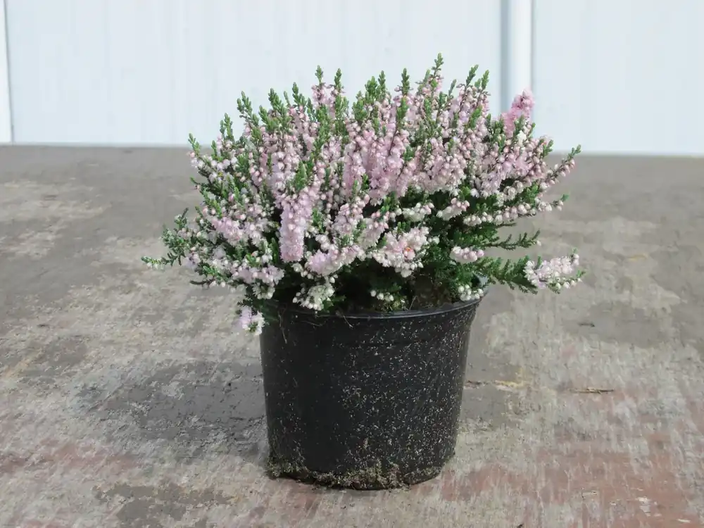 Struikheide (Calluna vulgaris ‘Radnor‘) - Shop nu