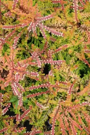 Zomerheide geel (Calluna vulgaris ‘Wickwar Flame‘) - Opruiming