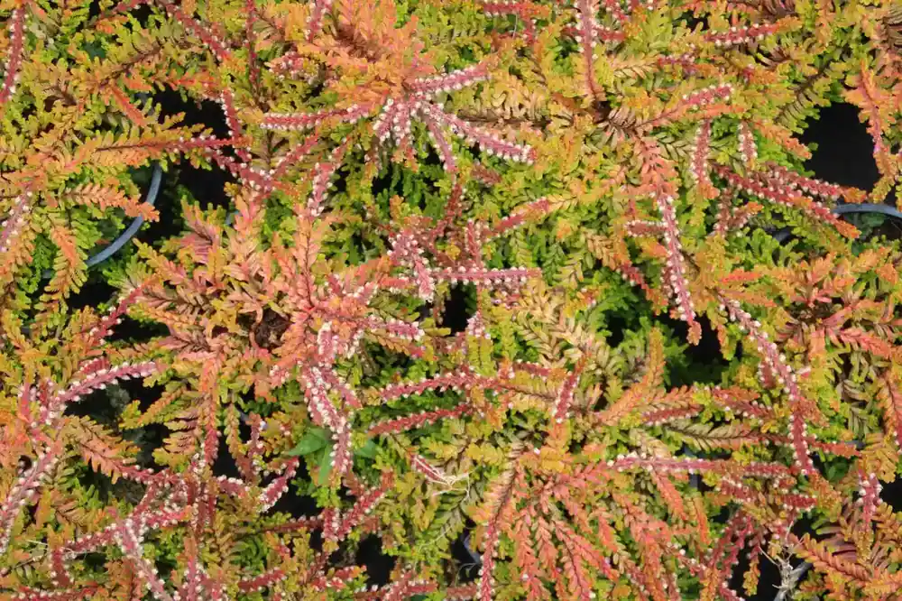 Zomerheide geel (Calluna vulgaris ‘Wickwar Flame‘) - Opruiming