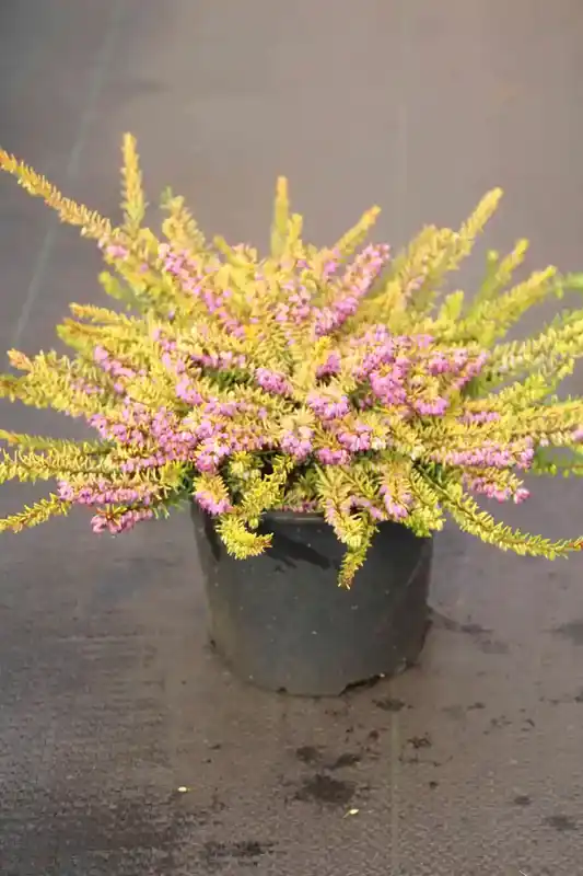 Winterheide (Erica darleyensis ‘Stieneke‘) - Hoge kwaliteit