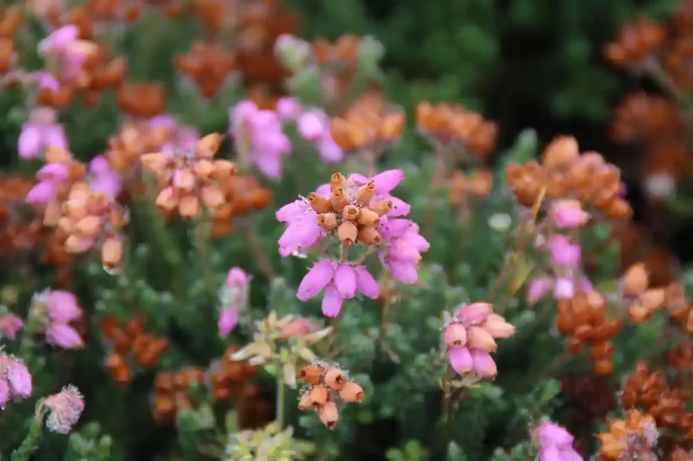 Topkwaliteit - Dopheide rose (Erica tetralix ‘‘Tina‘‘)