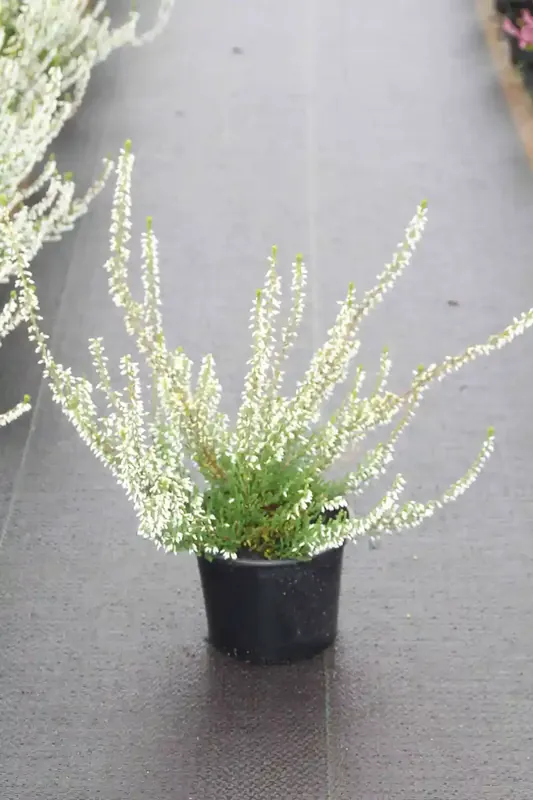 Struikheide (Calluna vulgaris ‘Volante‘) | Sale