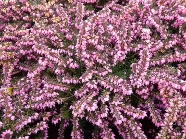 Direct leverbaar | Roze winterheide (Erica carnea ‘Pink Spangles‘)