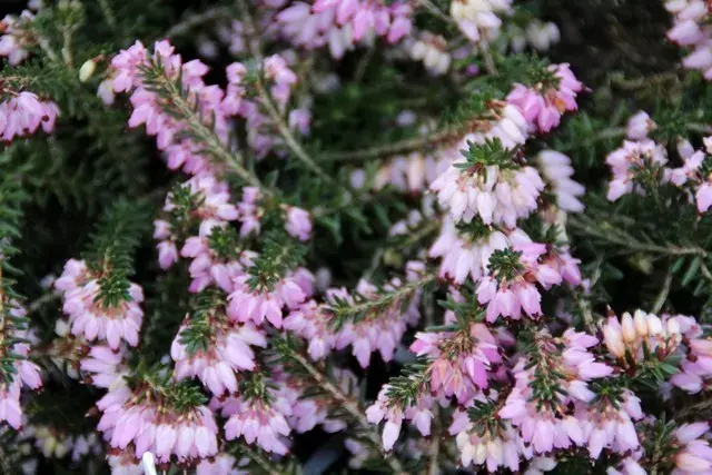 Bijna uitverkocht - Rode winterheide (Erica carnea ‘December Red‘)