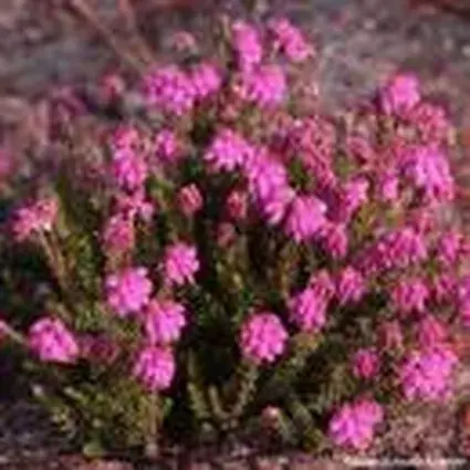 Veel gevraagd - Gewone Dopheide (Erica tetralix ‘Con Underwood‘)