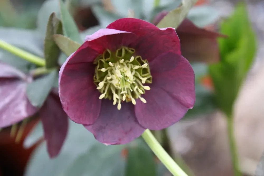 Hoog gewaardeerd - Nieskruid (Helleborus orientalis ‘Pretty Ellen Red‘) BIO