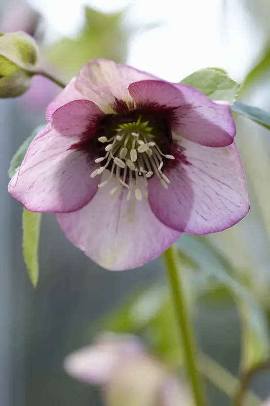 Rechtstreeks van de fabrikant | Nieskruid (Helleborus orientalis) BIO