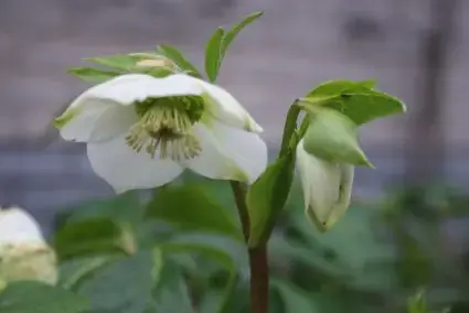 Deal - Kerstroos (Helleborus niger) BIO