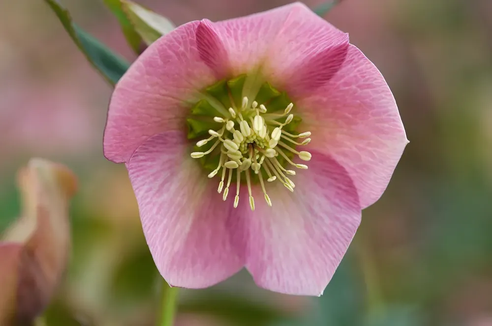 Net gelanceerd - Nieskruid (Helleborus orientalis ‘Pretty Ellen Pink‘)