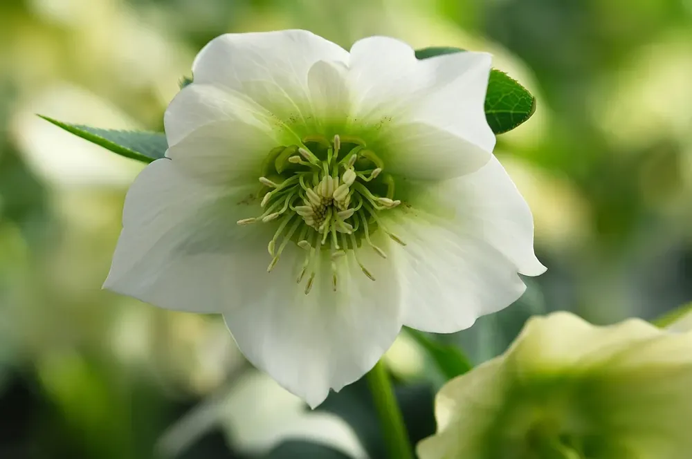 Voeg toe aan winkelwagen | Nieskruid (Helleborus orientalis ‘Pretty Ellen White‘)