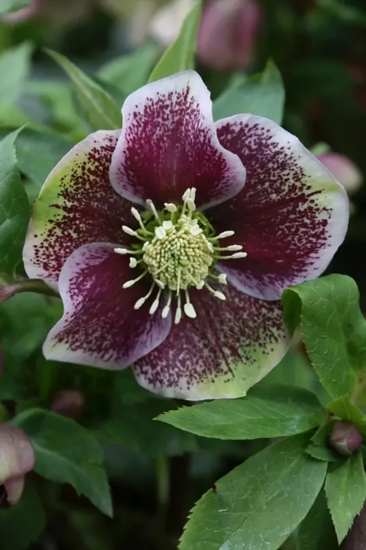 Voordeelprijs | NIeskruid (Helleborus orientalis ‘Pretty Ellen Spotted‘)