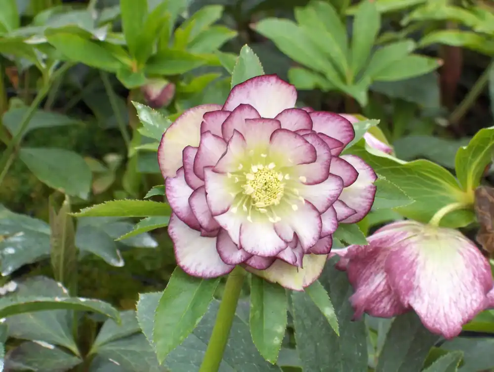 Spoedlevering - Nieskruid (Helleborus orientalis ‘Double Ellen Picotee‘)