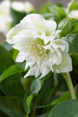 Aanrader - Nieskruid (Helleborus orientalis ‘Double Ellen White‘)