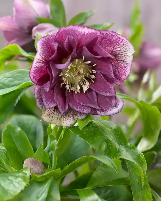 Nieskruis (Helleborus orientalis ‘Double Ellen Red‘) - Hoge kwaliteit