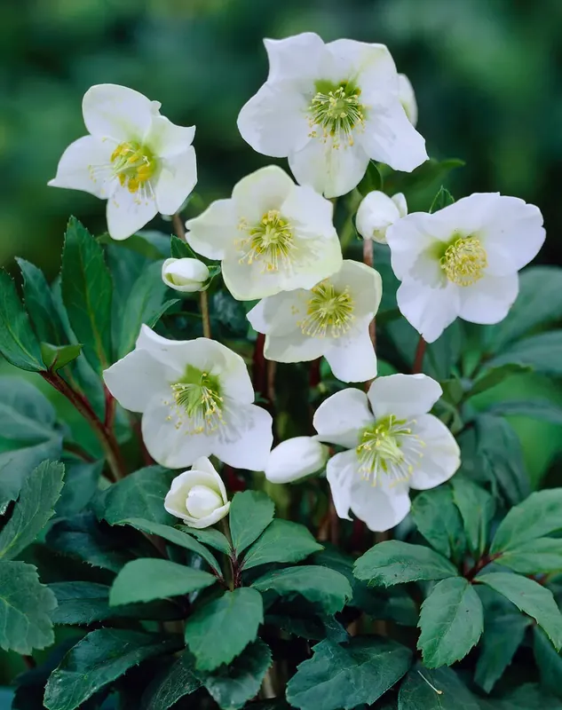 Fabrieksprijs | Kerstroos (Helleborus niger ‘Praecox‘)